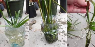 Pin en Plantas | RED facilisimo