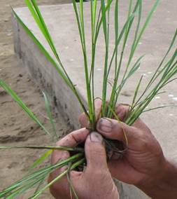 Resultado de imagen de macollamiento de arroz
