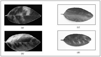 Imagen en blanco y negro

Descripción generada automáticamente con confianza baja