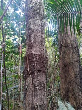 Buenas prácticas extractivas del bejuco mamure o bejuco yaré - Ventanilla  Verde CDA