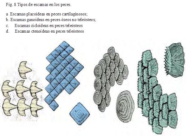 Fig. 8 Tipos de escamas en los peces. 
a  Escamas placoideas en peces cartilaginosos; 
b. Escamas ganoideas en peces óseos no teleósteos; 
c.     Escamas cicloideas en peces teleósteos 
d.     Escamas ctenoideas en peces teleósteos


