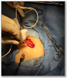 Imagen que contiene persona, celular, tabla, perro

Descripción generada automáticamente